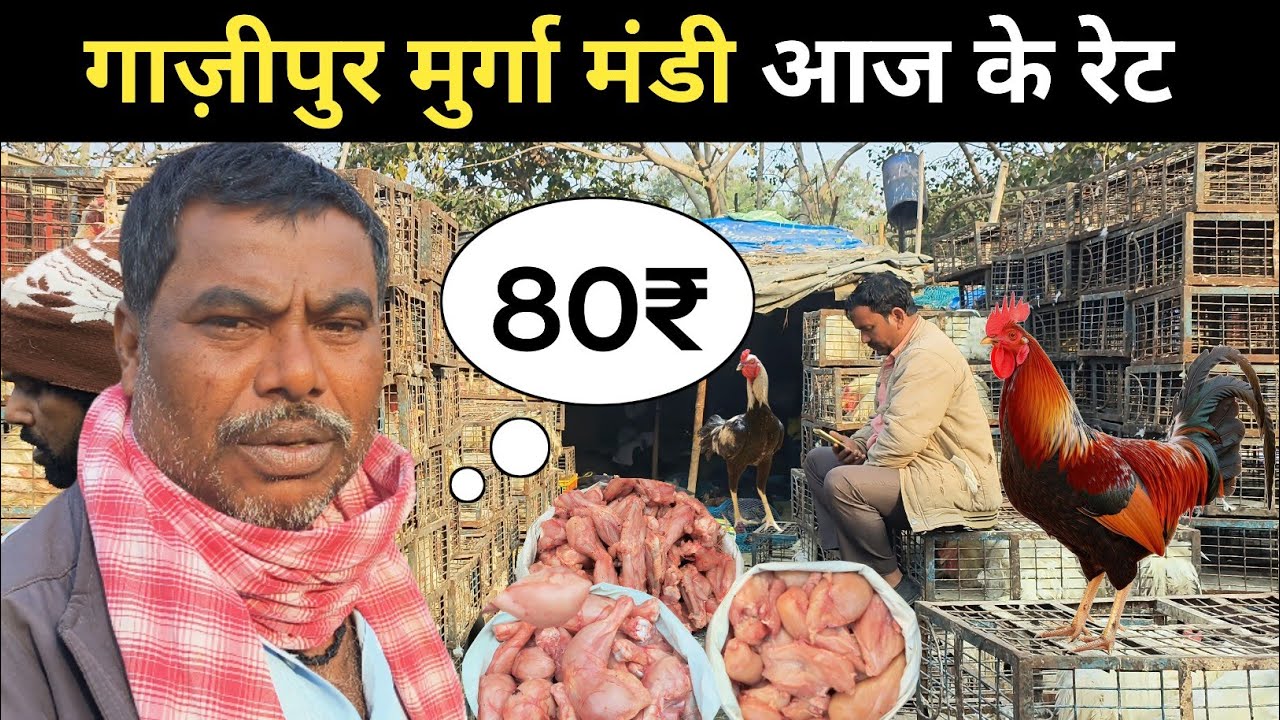Today Chicken rate Ghazipur murga Mandi | Wholesale chicken market | Chicken rate today