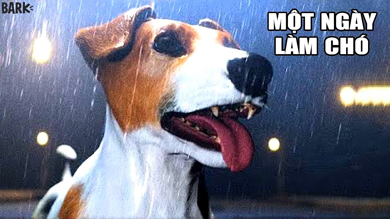 CUỘC ĐỜI KINH HOÀNG Của Một CON CHÓ | RAV | Bark