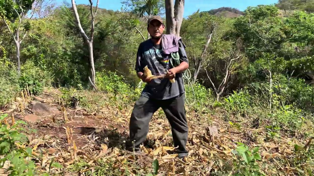 Jalando El guate para el ganado 🐄 