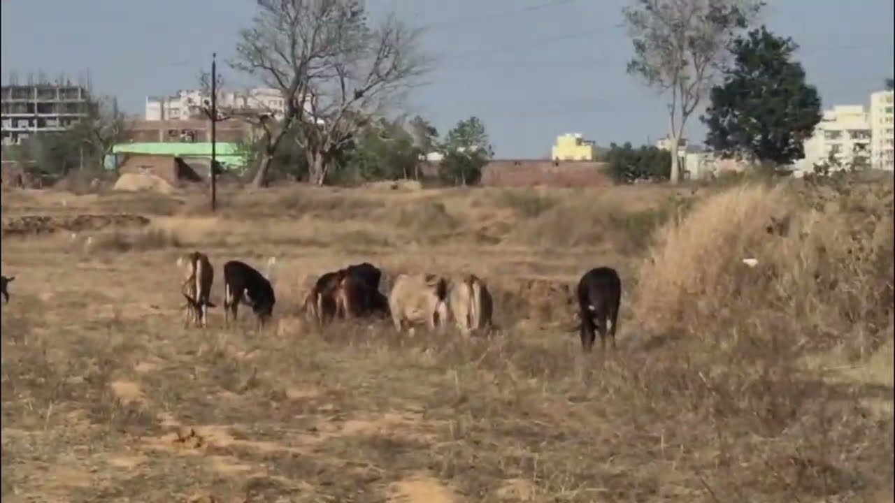 3/4/5/10 decimal general residential plot for sale in Pundag,opp. IIM college@Rs.20 lakh/decimal