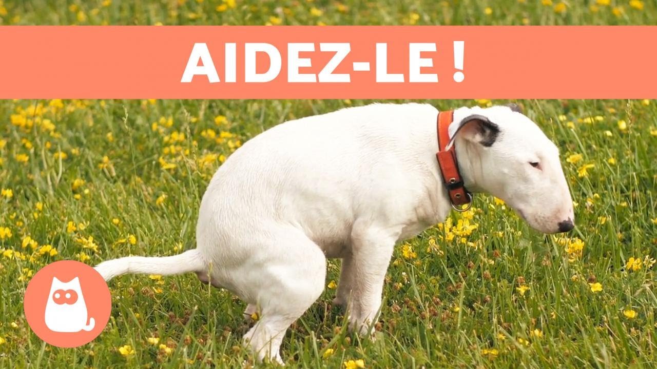 Mon CHIEN fait des SELLES MOLLES 🐕💩 Traitement