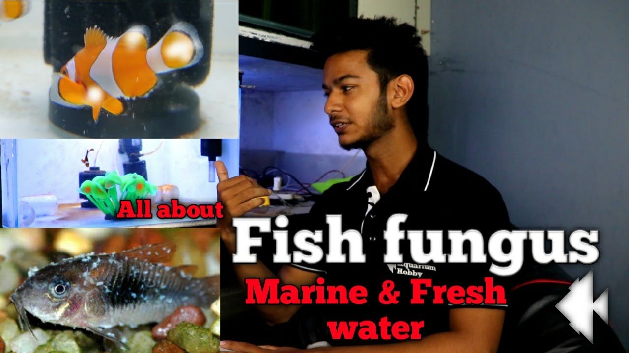 Fish fungus