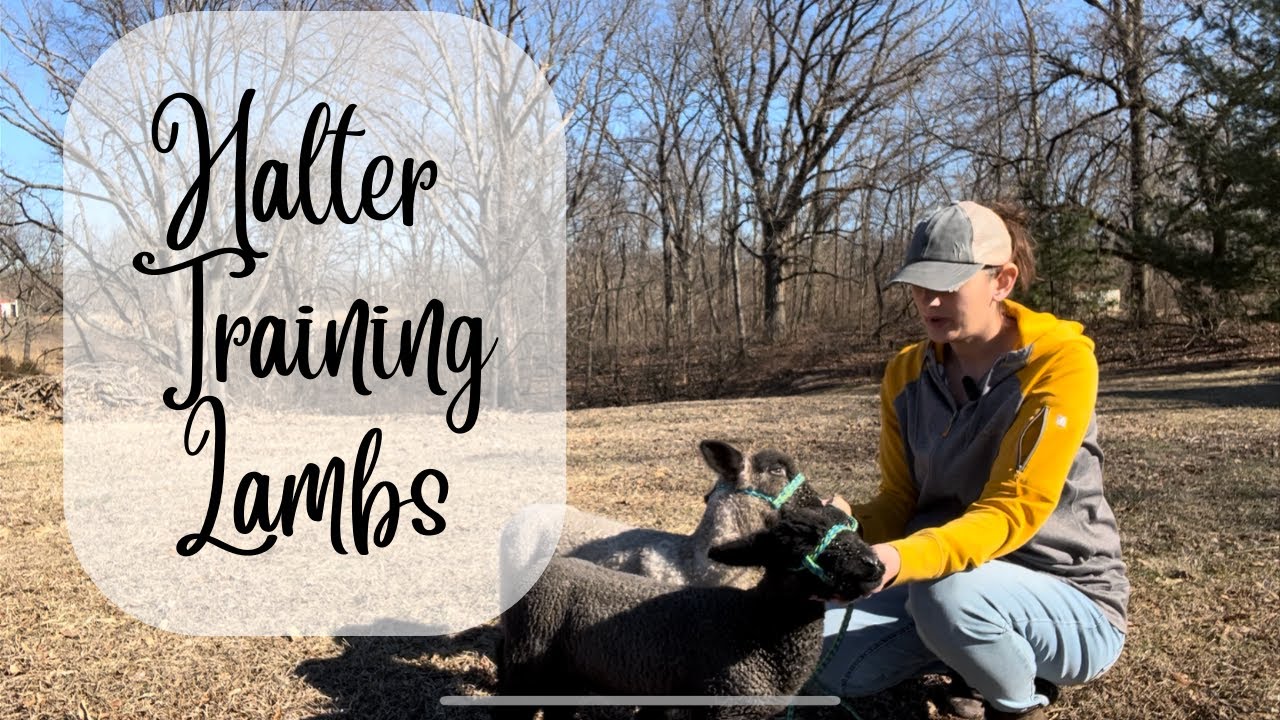 Halter training lambs | show lambs