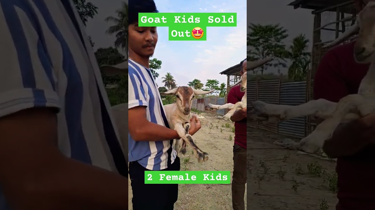 Goat Kids Sold | Goat Farming in Assam | Assam Hill Goat |