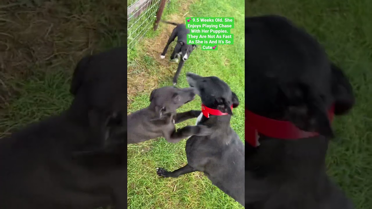 Greyhounds Are Amazing Moms #greyhoundracing #greyhound #greyhoundadoption #dog  #irishgreyhounds
