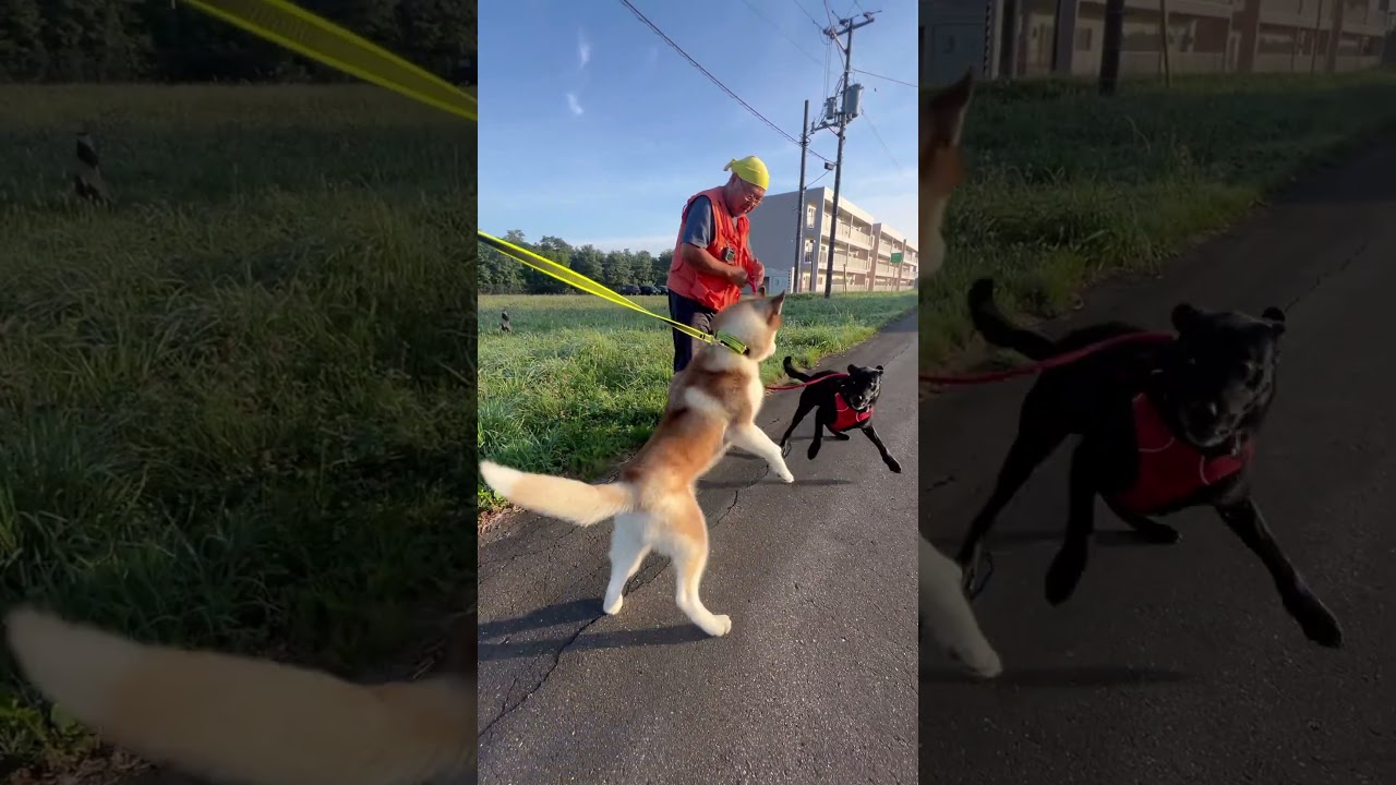 テオの朝。ご近所犬のゲンタ君に遭遇。遊びたくてウザ絡みしてドン引きされました😅