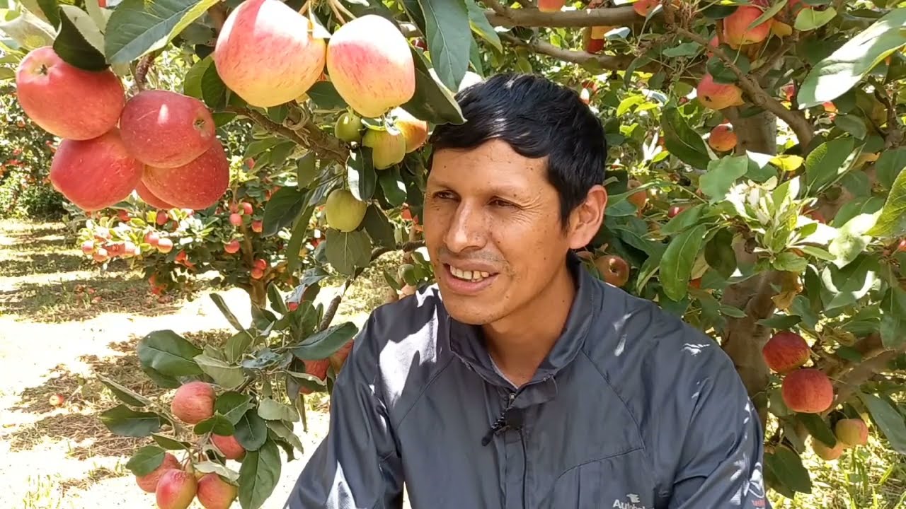 Cultivo de la manzana en Pojo - Jose Luis Ynturias