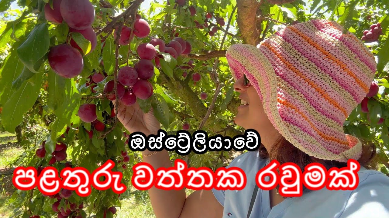 Melbourne පළතුරු වත්තේ දවසක්. මෙහෙමත් කෑමක් @viniweerasooriya #fruitpicking #melbourne