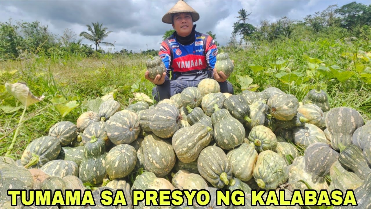 Dagsa ang kalabasa tinamaan mataas na presyo Sabay sabay pitas ng kalabasa...