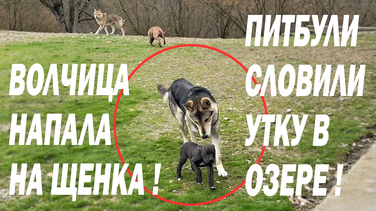 Волчица атакует щенка питбуля !!!  Питы словили утку в озере !!! Охота Питбулей на утку в озере.