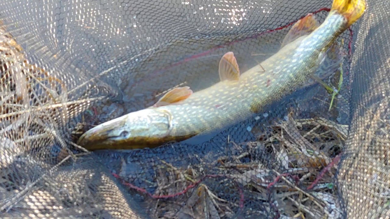 River Tees Pike - Wednesday 30th December 2020 - Deadbaiting, 3 pike in 3hrs in the cold frost