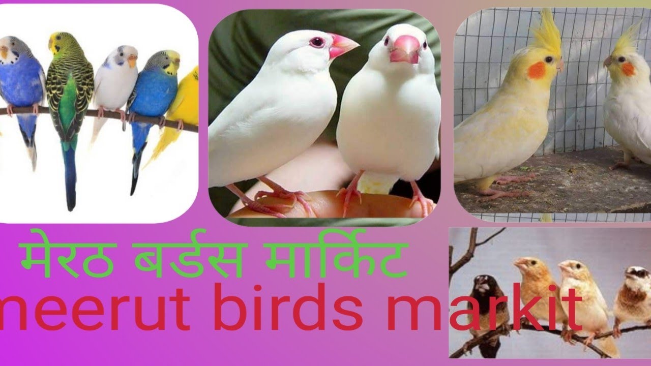 meerut birds Markit 2024#birds#java birds#meerut birds market #video #markit