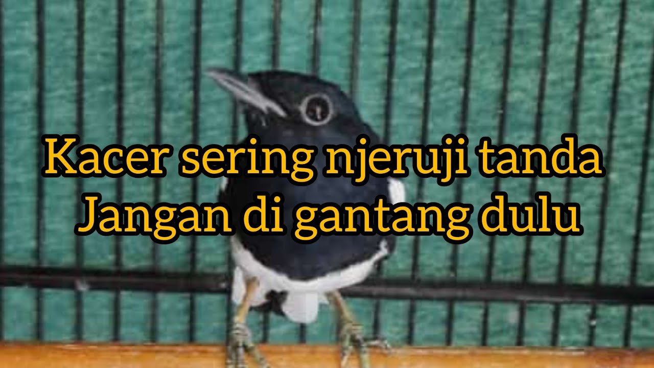 Kacer sering njeruji tanda kurang sehat