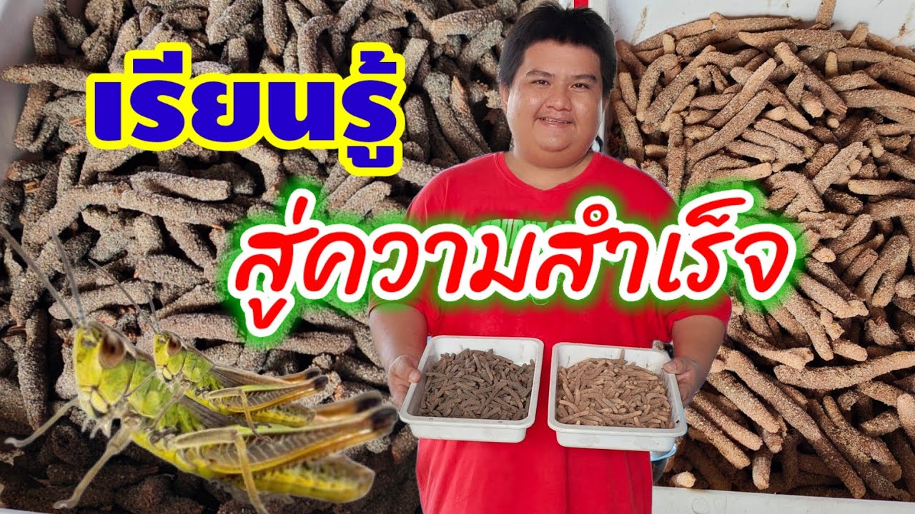 เทคนิคการ ผลิตไข่ตั๊กแตนให้ดก  นับวันฯ
