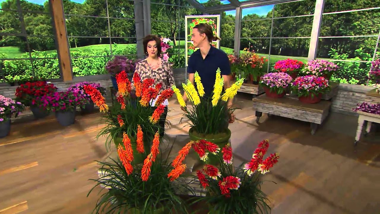 Roberta's 4-pc. Non-Stop Popsicle Series Red Hot Pokers with Jacque Gonzales