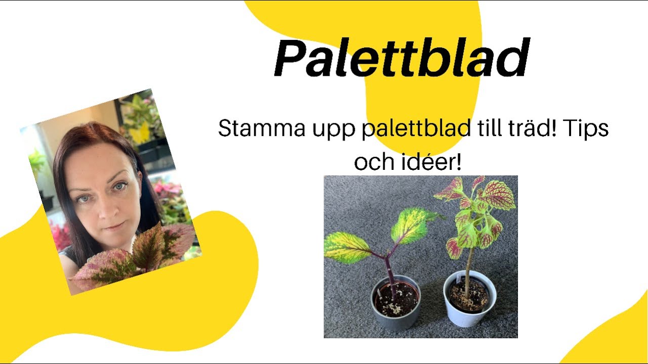 Palettbladsträd