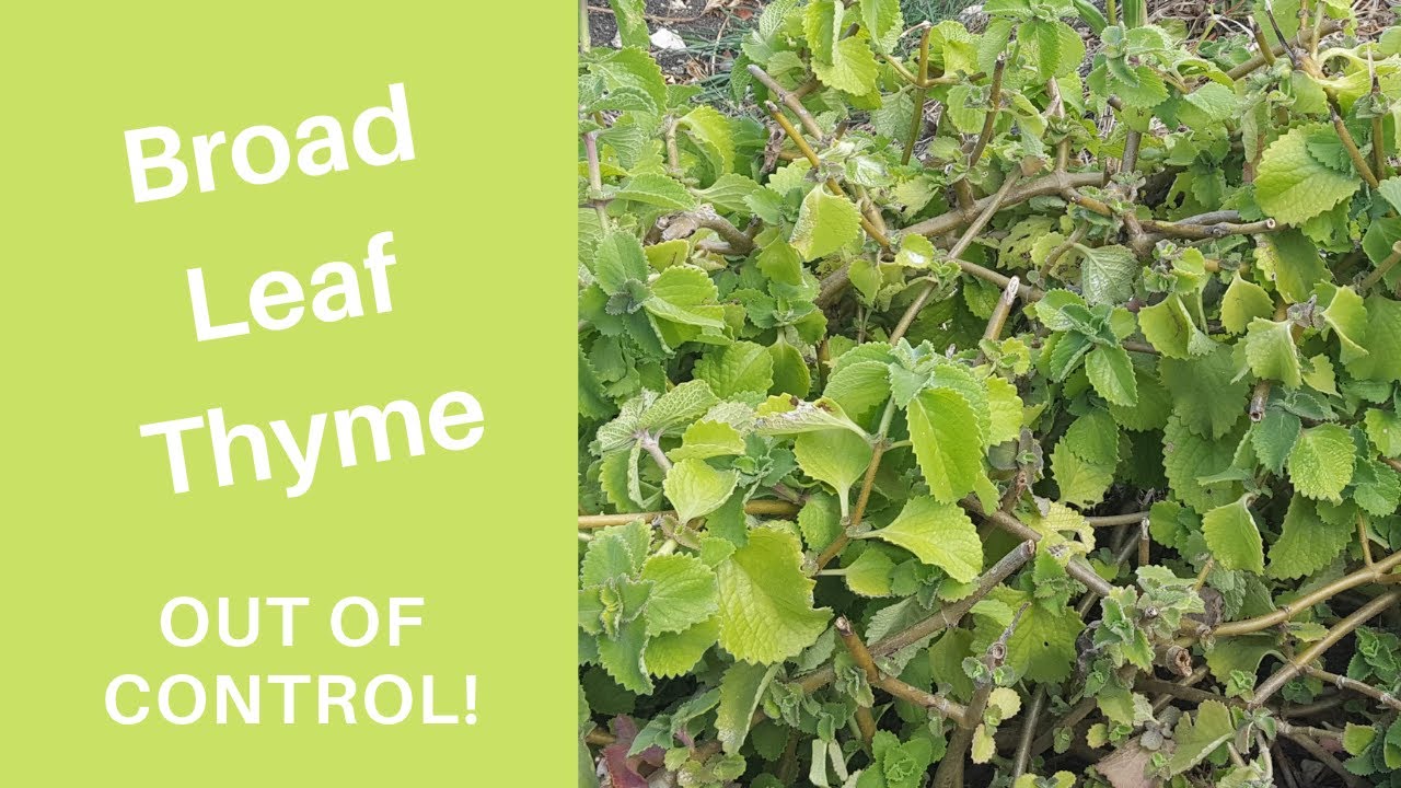 Broad Leaf Thyme - Out of Control