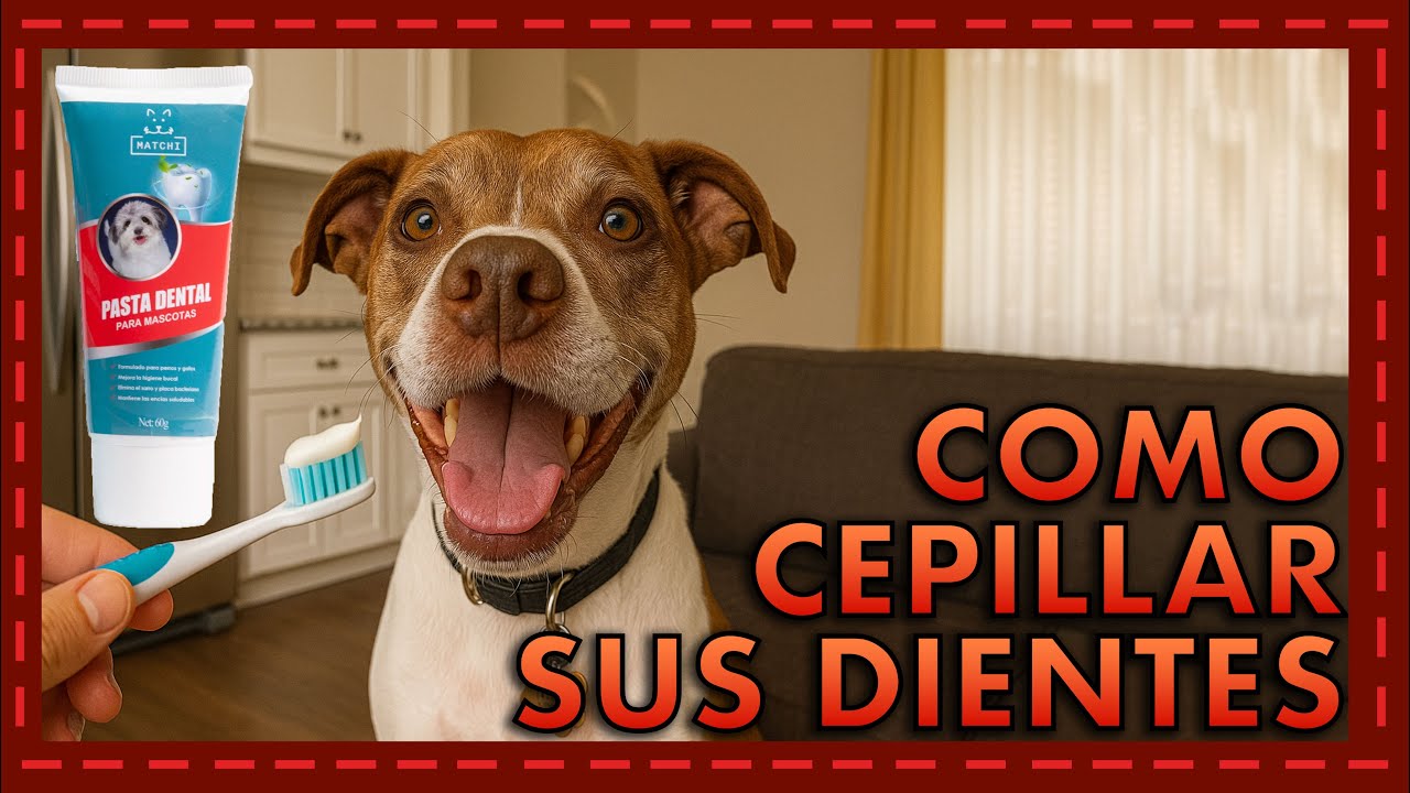 🪥🐾 ¿Cómo cepillar los dientes de tu perro y qué pasta usar?