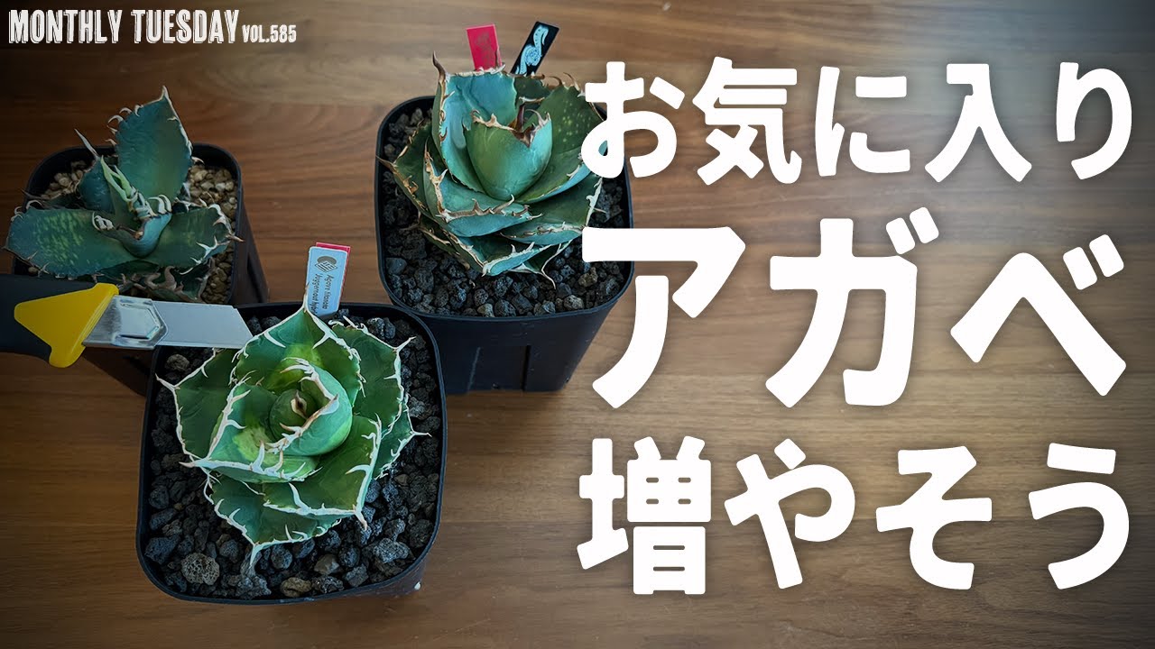 【アガベ】胴切りしてお気に入り株を増やそう！