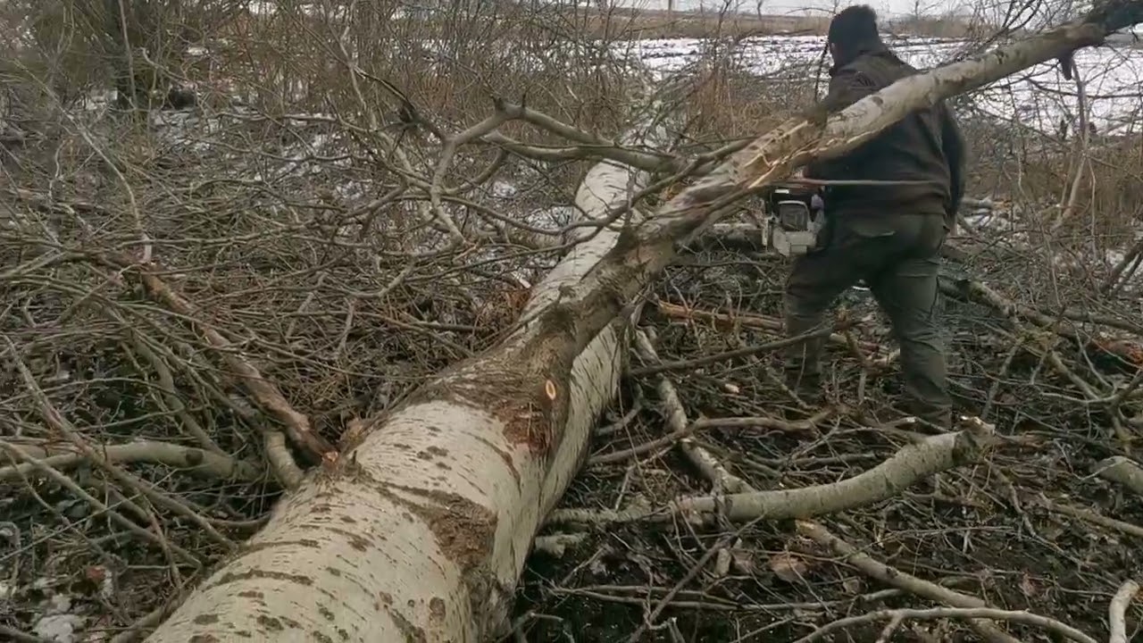 Stihl ms 661. Pesta döntései. 😂😁👍