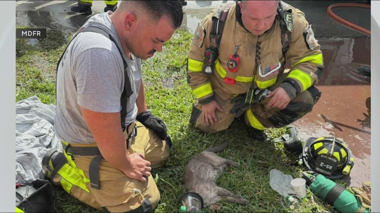 Firefighters rescue kitten and two cats from Southwest Miami-Dade house fire