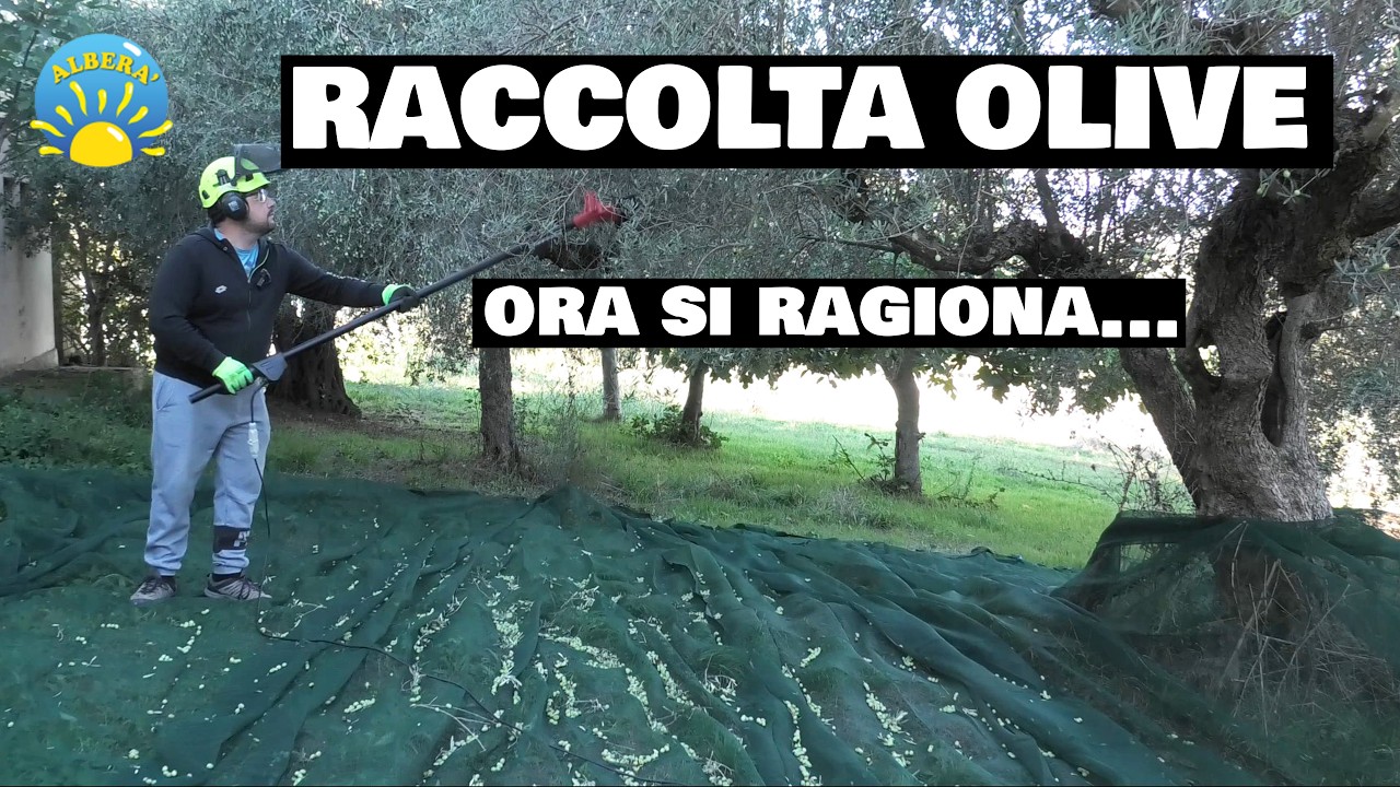 (RACCOLTA OLIVE) la più veloce! Provo il Furia con 14 rebbi e doppio pettine...esagerato e favoloso!