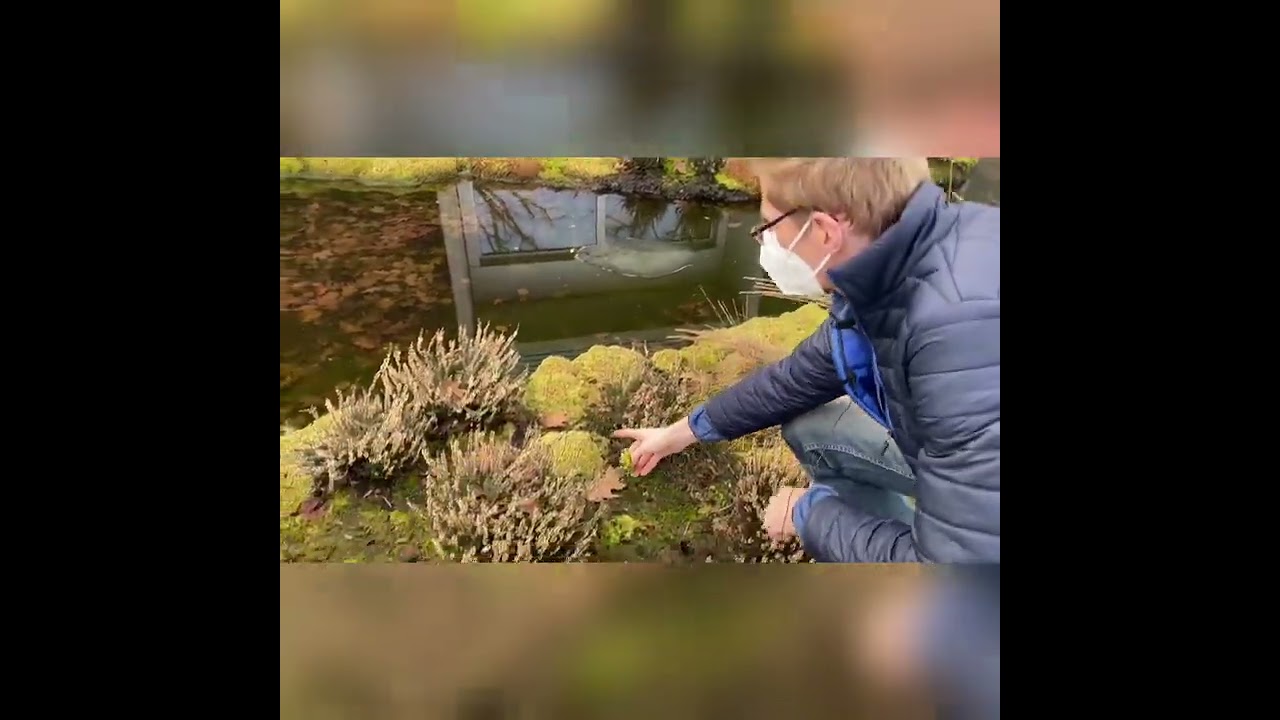 Torfmoos (Sphagnum) f&uuml;r die Renaturierung