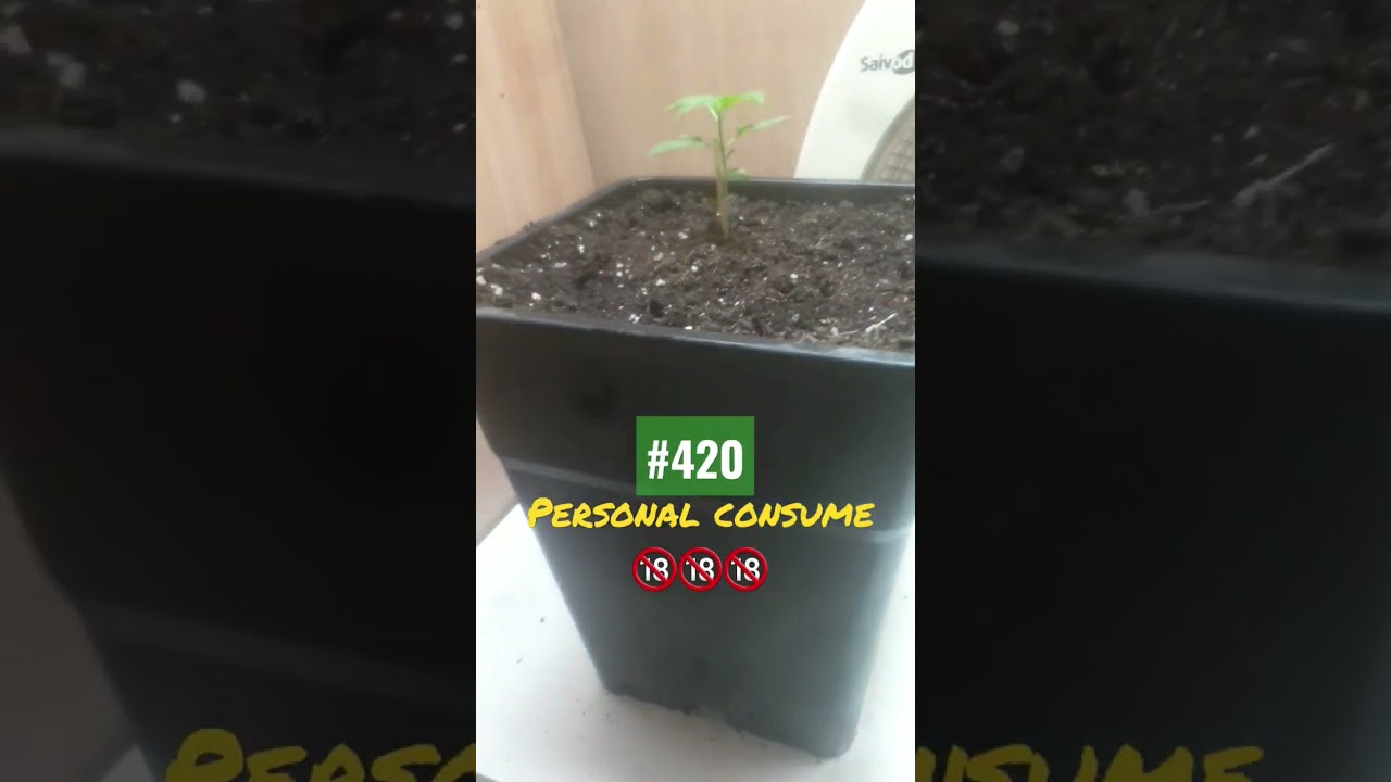 super skunk auto flowering