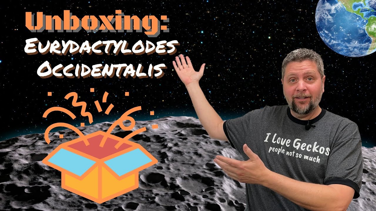 Unboxing: Eurydactylodes Occidentalis
