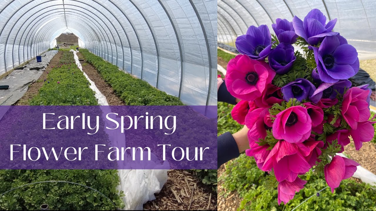 Spring = 💰On a Flower Farm | Tour