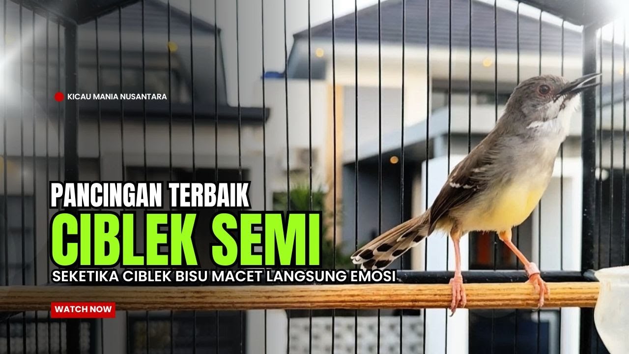 Burung Ciblek SEMI Gacor NGEBREN Untuk Pancingan Ciblek dan MASTERAN BURUNG Kesayangan Anda