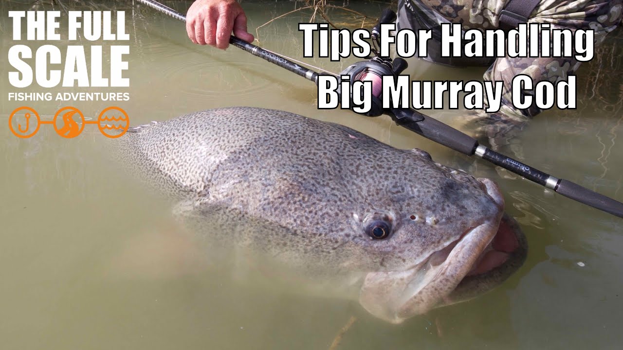 Tips For Handling big Murray Cod | Tech Talk | The Full Scale