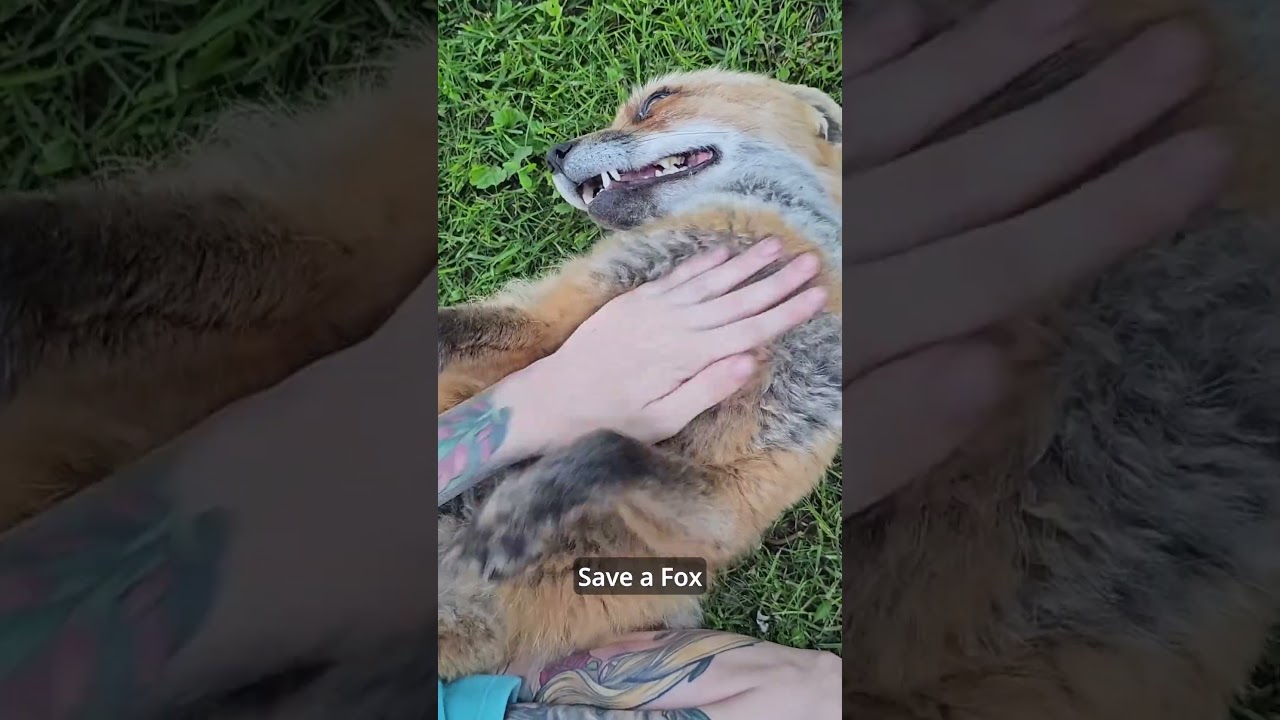 Your Virtual Fox is Saving a Real One! 🦊@Saveafox