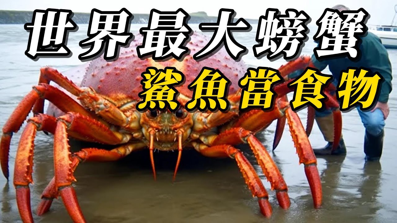 全世界最大的10種巨型螃蟹！帝王蟹只能排第四，第壹名腿長4米能活100年，戰鬥力比藏獒還強！