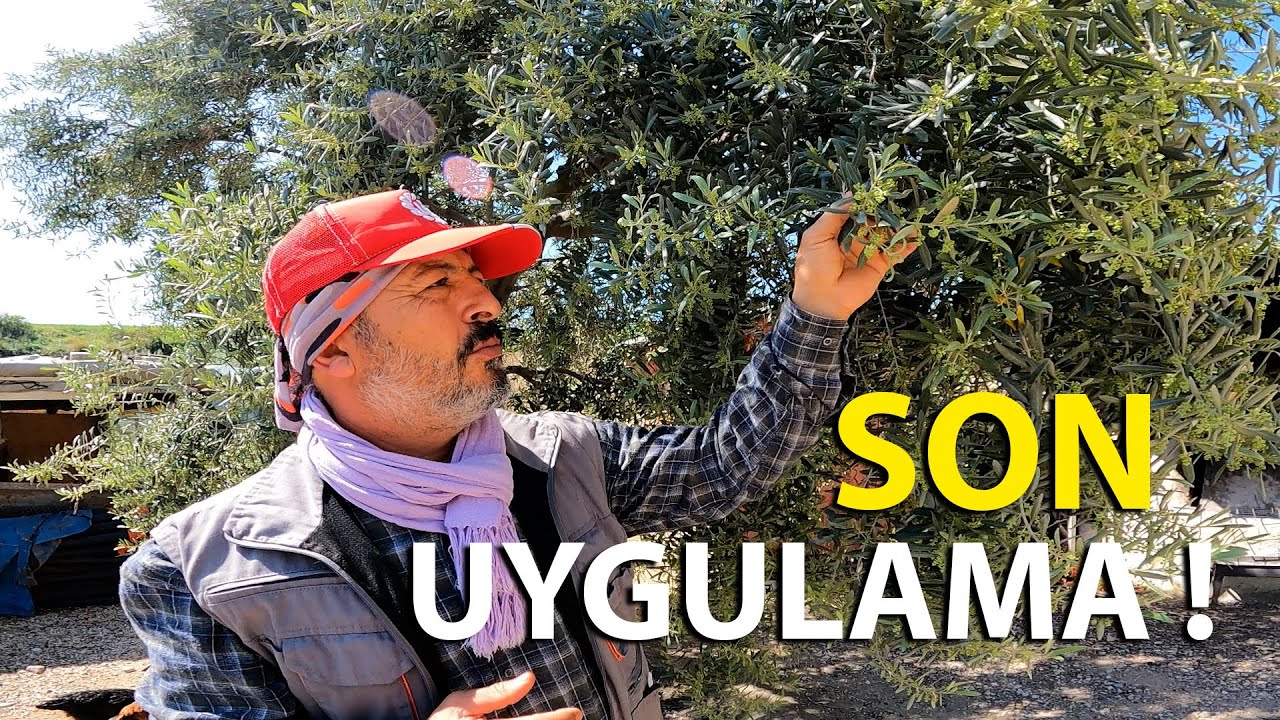 Zeytinde Çiçek Öncesi Son Uygulama