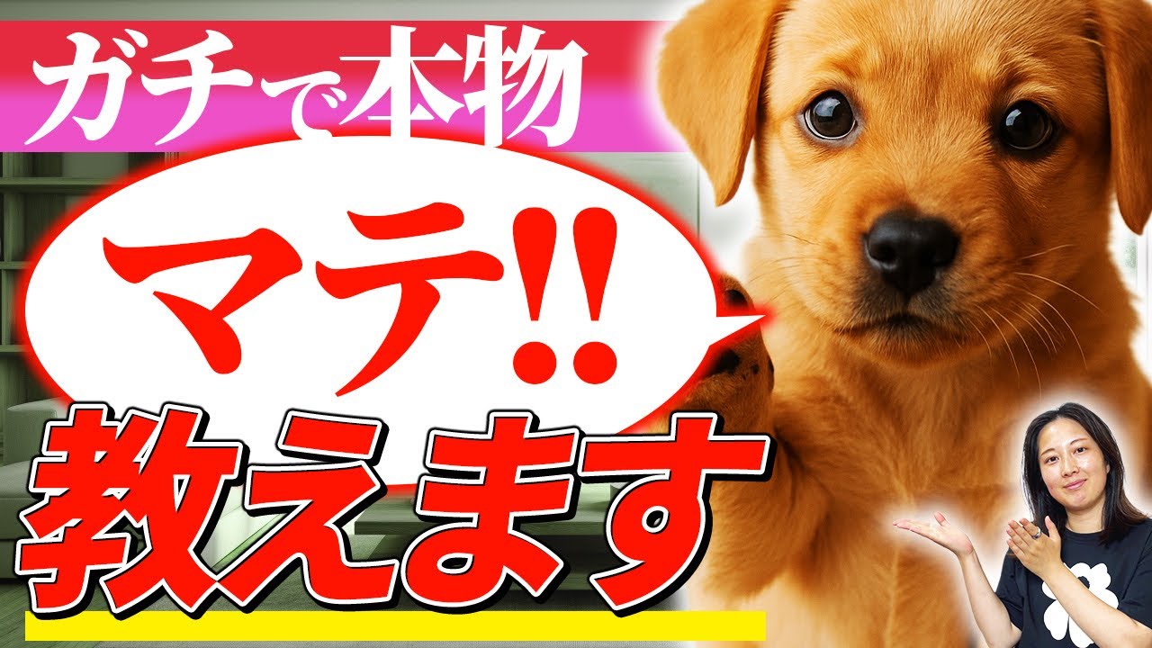 【実践】マテをしても落ち着けないなら〝コレ〟をして！