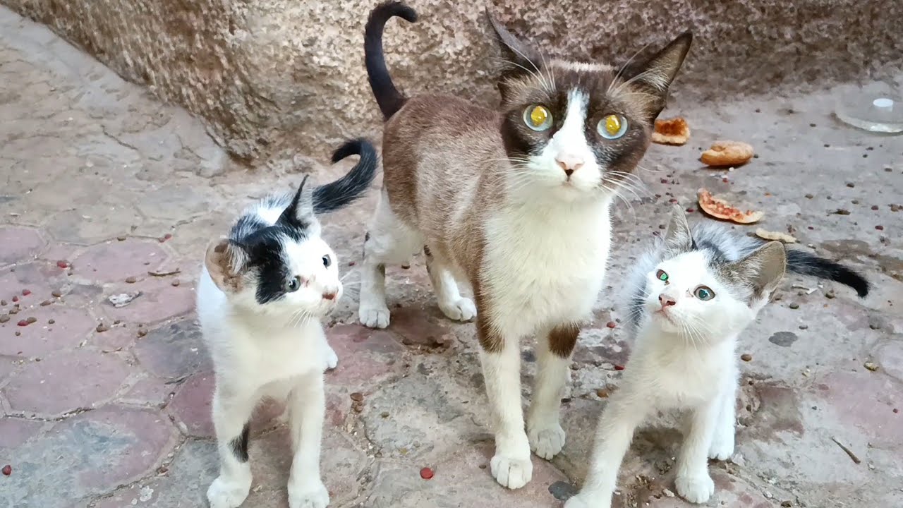 Mother cat brings me her kittens who are no longer suckling enough milk