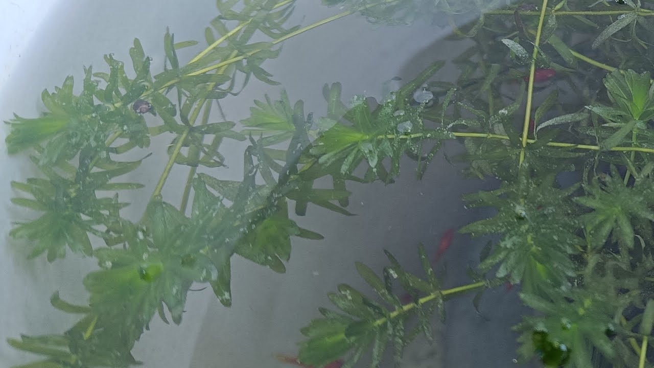 Fish hobbies + NATURE is live 🌺🙏