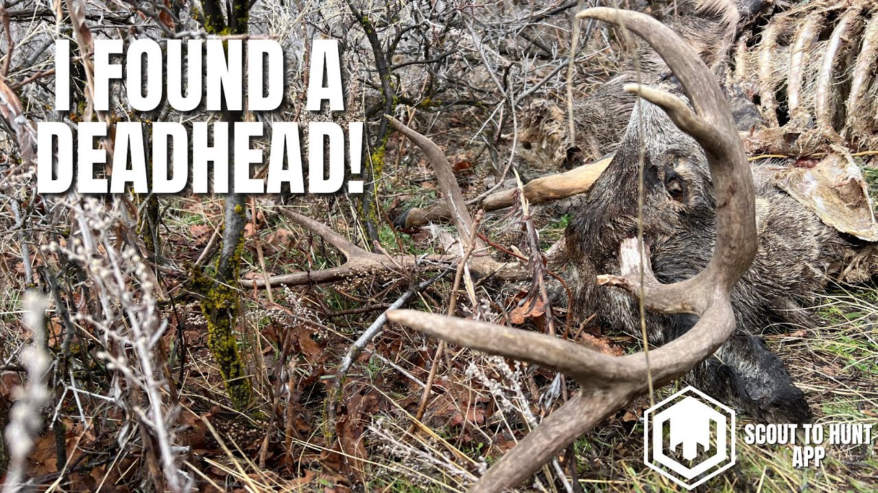 SHED HUNTING 2024: FINDING A DEADHEAD | SCOUT TO HUNT APP