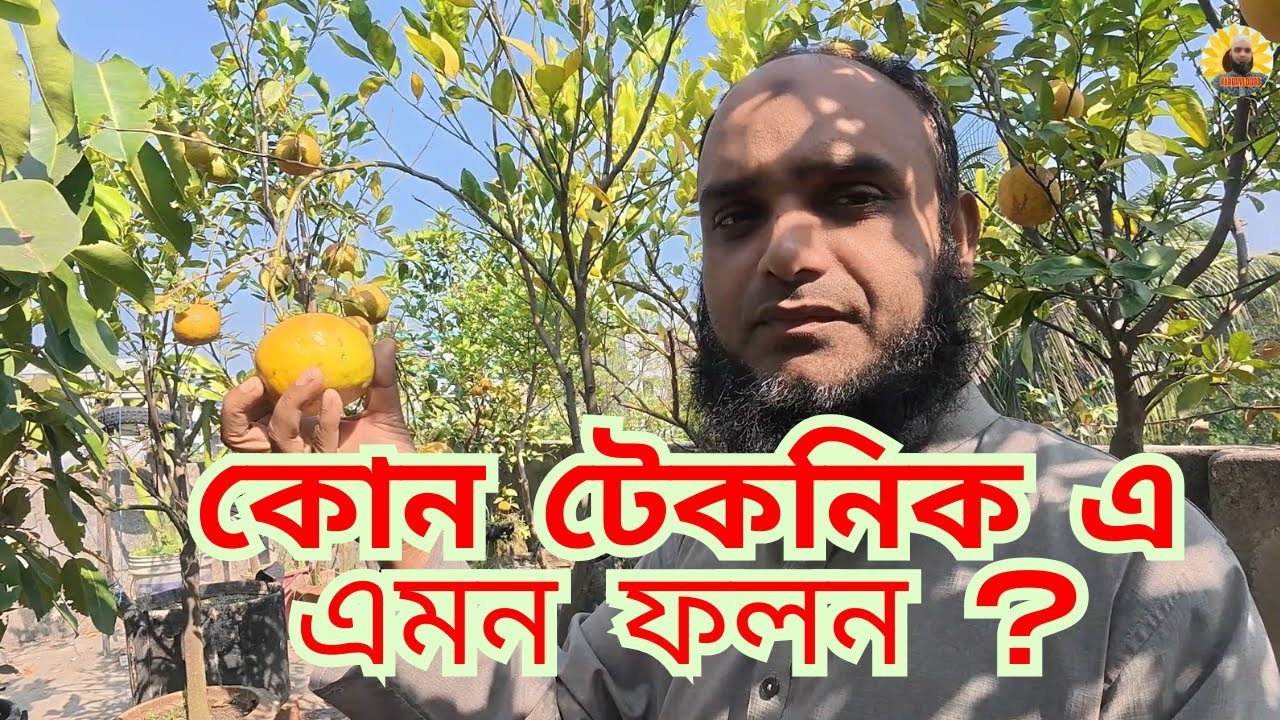 কি কেন কীভাবে ছাদ বাগানে থাই ২ কমলা এর অবাক কড়া রং পেলাম Video No 382