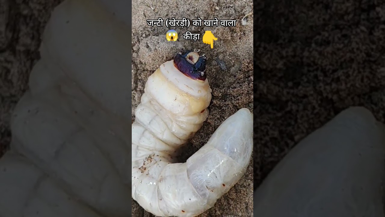 A worm that infests the roots of the janti or khejri tree. This worm dries up the janti. #farming #shorts