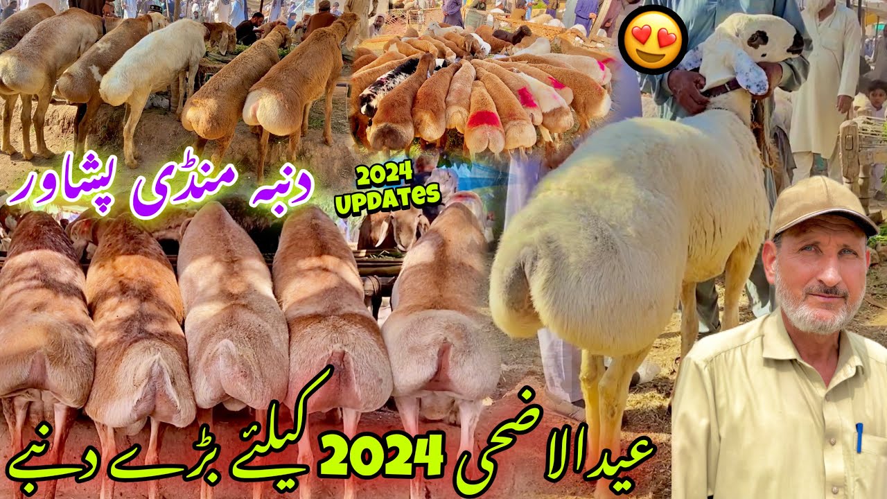 Dumba Mandi Sarband New Update 2024 | Turkey Balkhi Watani Sheep Price Eid Ul Azha | Khyber Tv