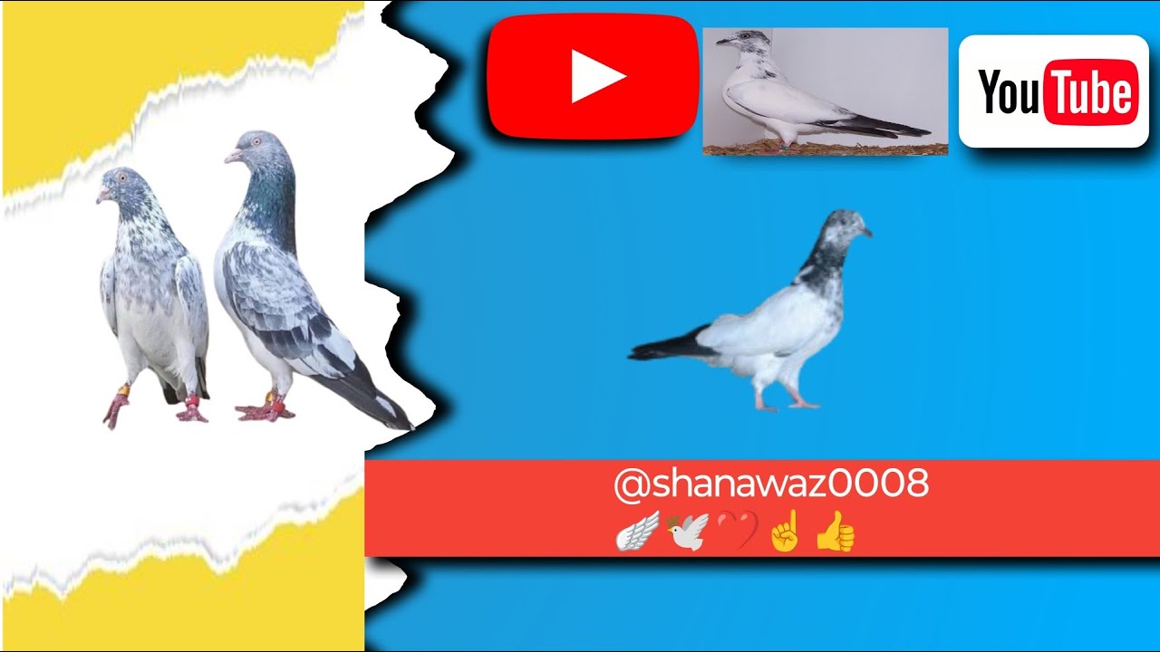 Gulabi famous nasl 🕊️