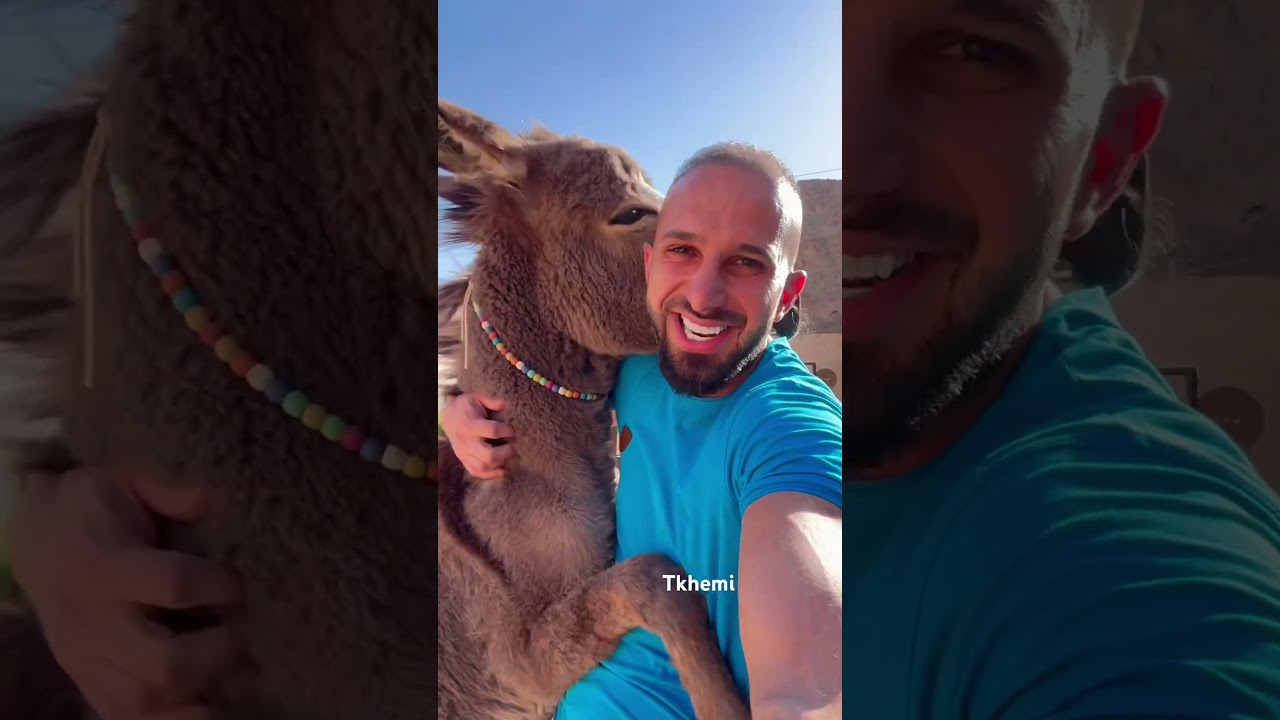 الحمار اللطيف سنبل ❤️
