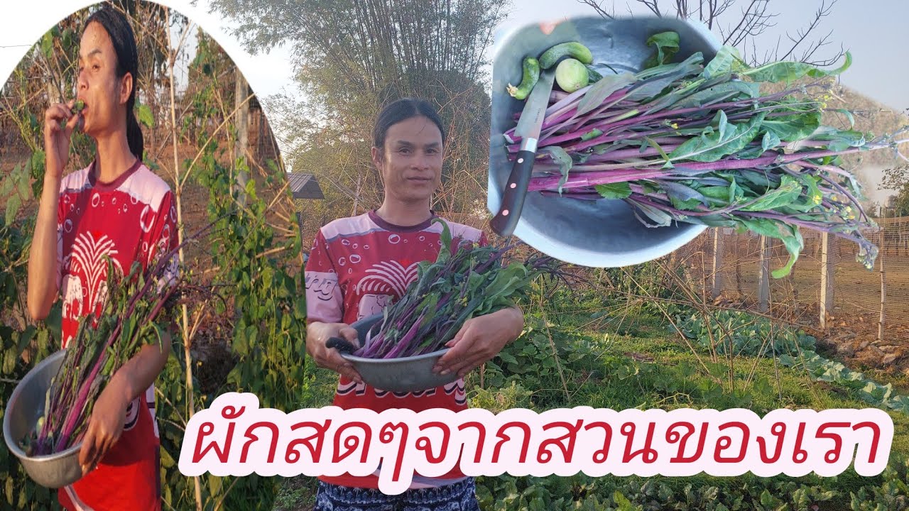 ผักสดๆจากสวนจ้ายอดใหญ่ๆอวบๆ