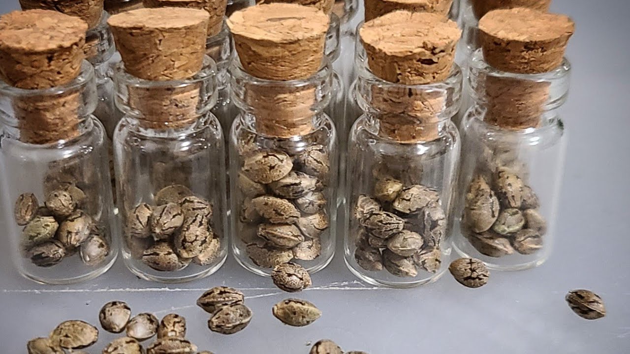 HOW TO STAY GROWING: Making Fem Seeds