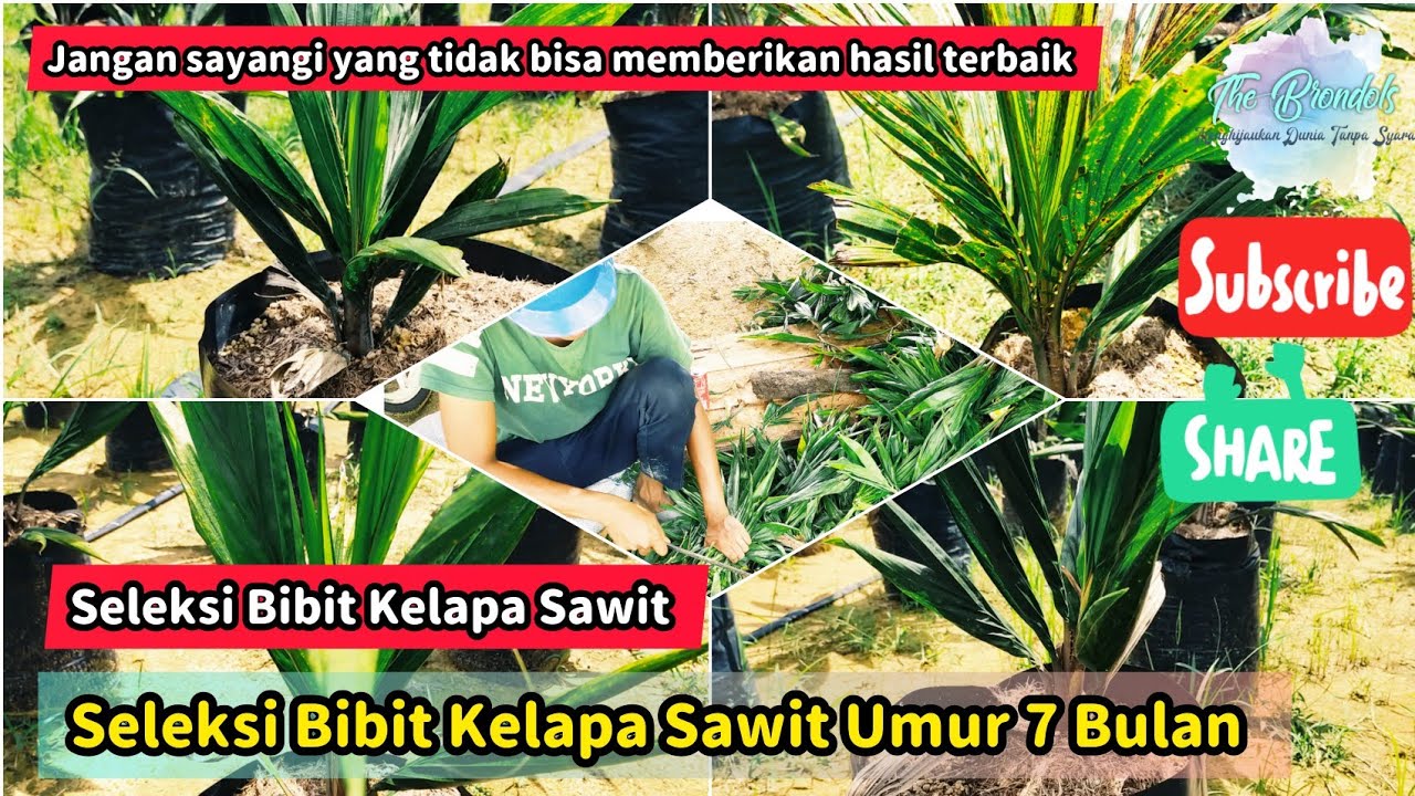 Seleksi Bibit Kelapa Sawit Umur 7 Bulan
