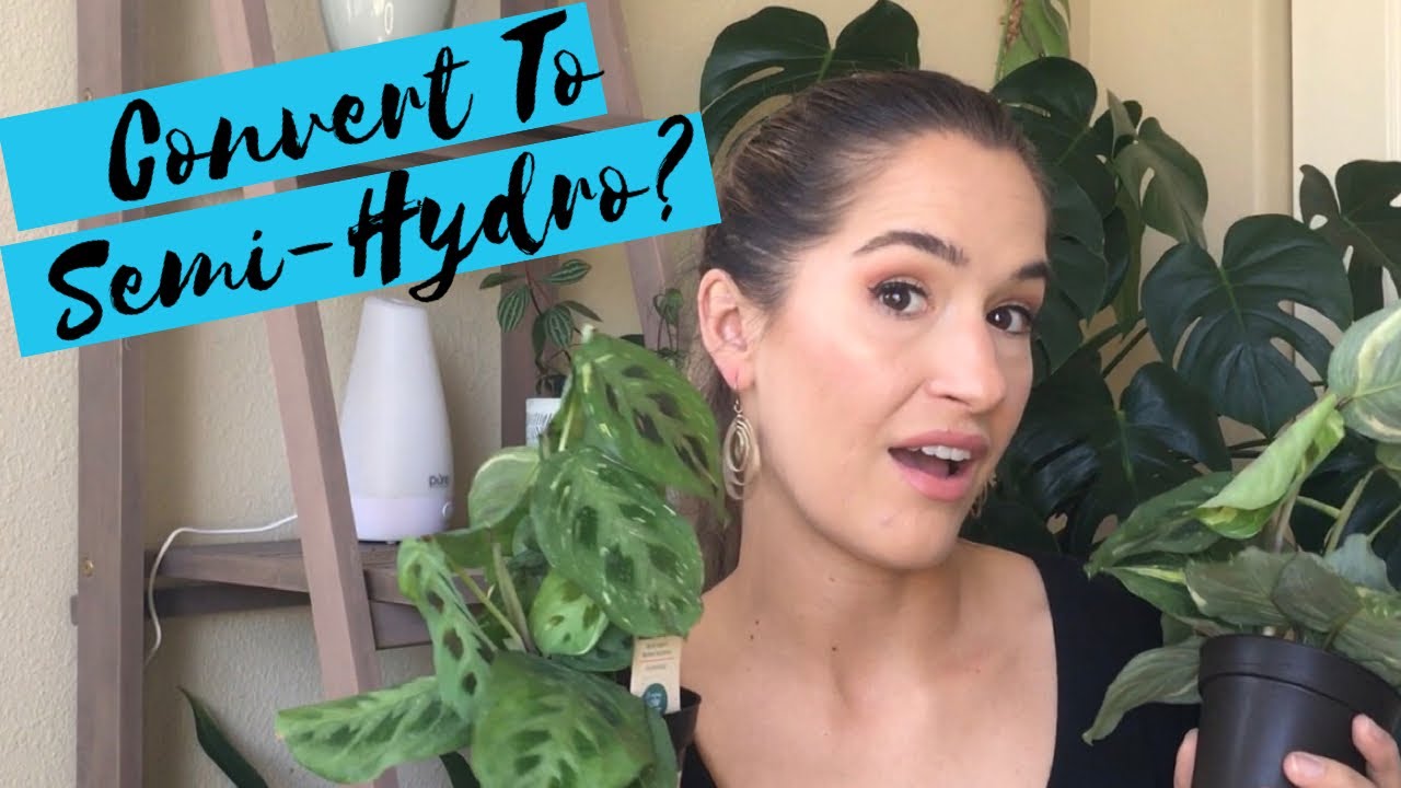 Converting Houseplants to Semi-Hydroponics
