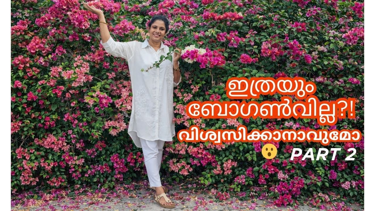Bougainvillea | Hybrid Flowering Variety.ബോഗൻവില്ല ഹൈബ്രിഡ് പൂക്കൾ