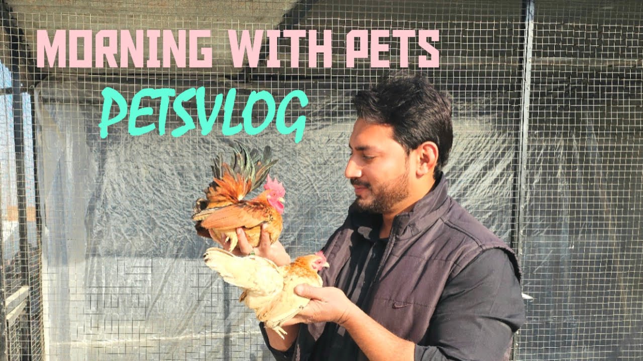 Morning time With Exotic Birds || World's smallest hens, Crested Doves, pheasants #petsvlog